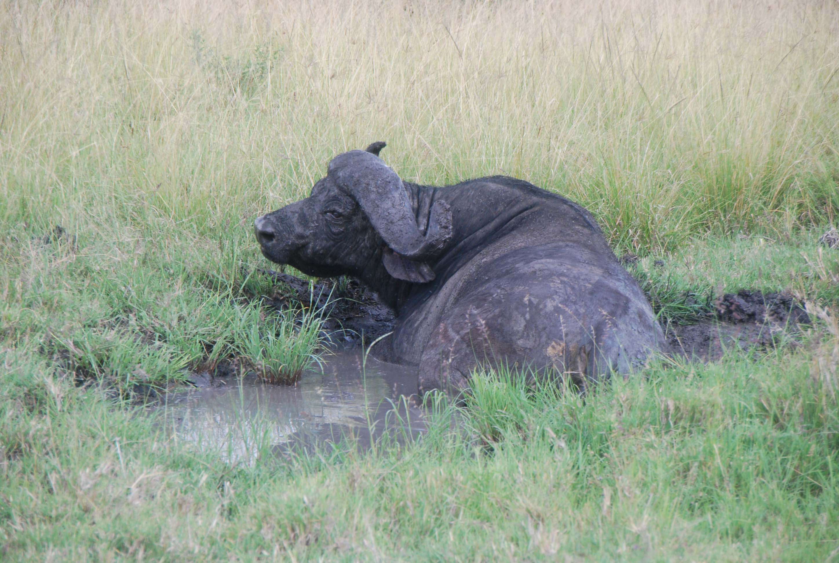 Regreso al Mara - Kenia - Blogs de Kenia - Nuestro primer safari (10)