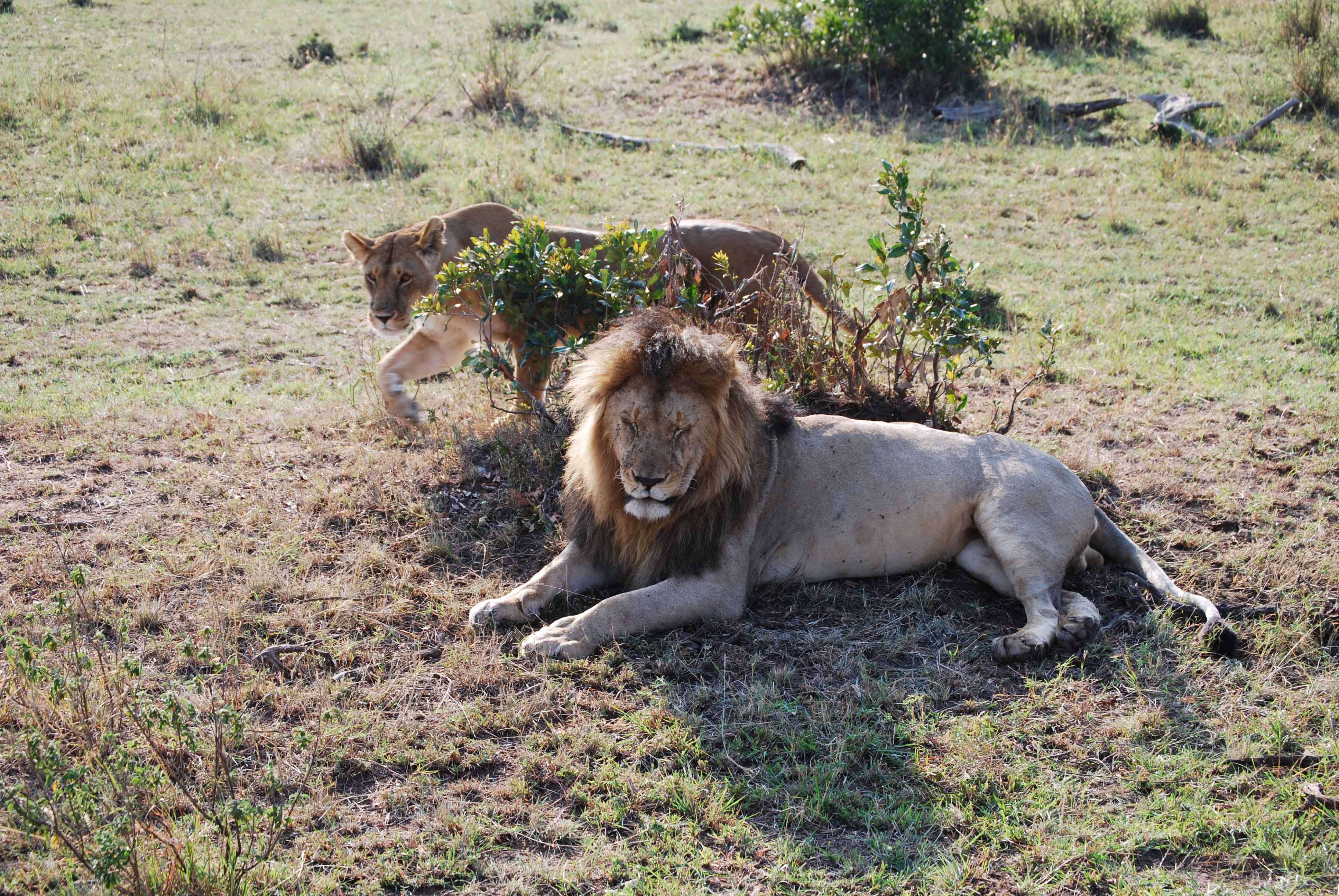 Un montón de leones y un poquito de porno - Regreso al Mara - Kenia (19)